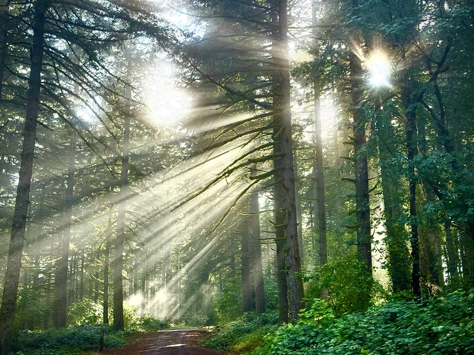 Sunlight streaming through tall forest trees
